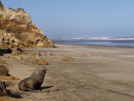 Seal on Baylys Beach